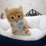 441948 キンカロー