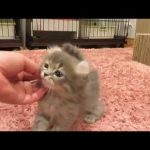 ★トロのおうち★カール耳キンカローの男の子