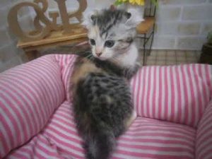 507032 キンカロー