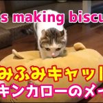 【猫動画】キンカローのメイちゃんはふみふみした後、虫とお遊び中　Cat is making biscuits and playing bugs!!(cat video)
