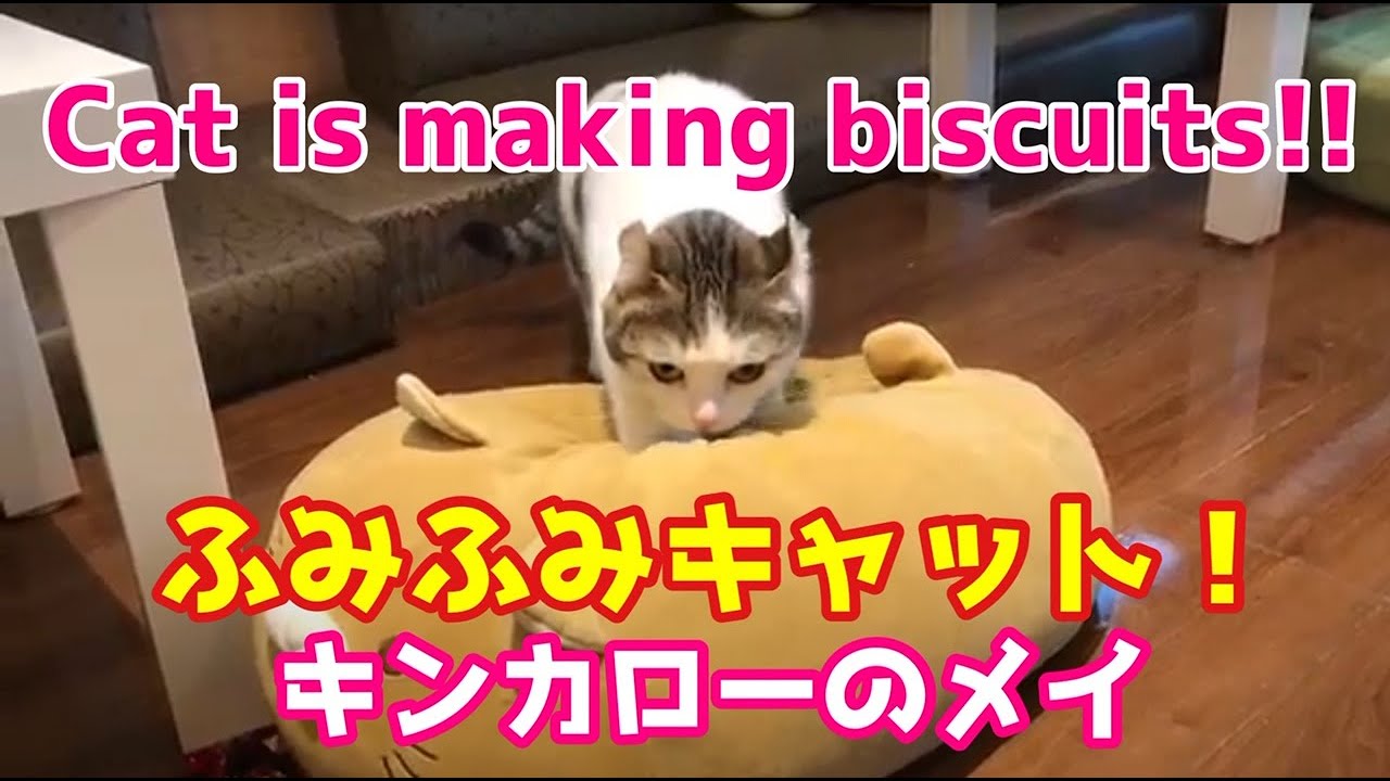 【猫動画】キンカローのメイちゃんはふみふみした後、虫とお遊び中　Cat is making biscuits and playing bugs!!(cat video)