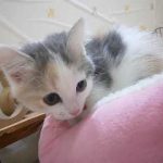 450371 キンカロー