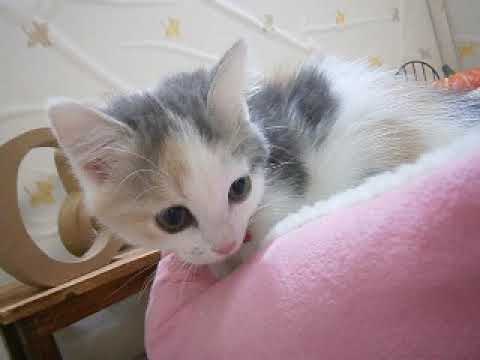 450371 キンカロー