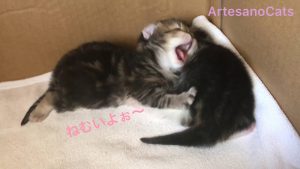 キンカロー(マンチカン×アメリカンカール) 赤ちゃん子猫 生後17日 3週目