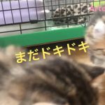 キンカロー(マンチカン×アメリカンカール) 子猫 リビングデビュー