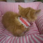 503123 キンカロー