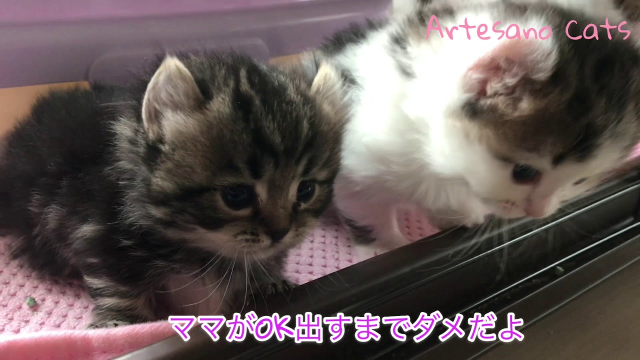キンカロー(マンチカン×アメリカンカール) 赤ちゃん子猫 ベンガルkidsに憧れる！ 生後28日
