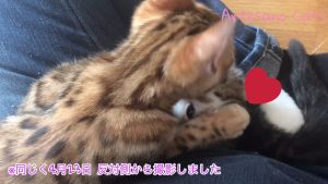 特集！ キンカロー(マンチカン×アメリカンカール) 子猫 5ベイビーズ ハナ茶編