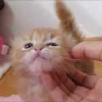 ★トロのおうち★長足キンカローの男の子