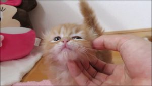 ★トロのおうち★長足キンカローの男の子