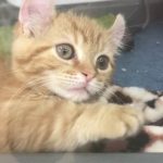 キンカロー（マンチカール）の子猫