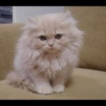 ★トロのおうち★10月24日産まれのキンカローその③