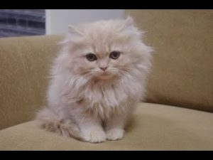 ★トロのおうち★10月24日産まれのキンカローその③