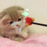 【トロのおうち】5月10日産まれのキンカロー②