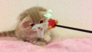 【トロのおうち】5月10日産まれのキンカロー②