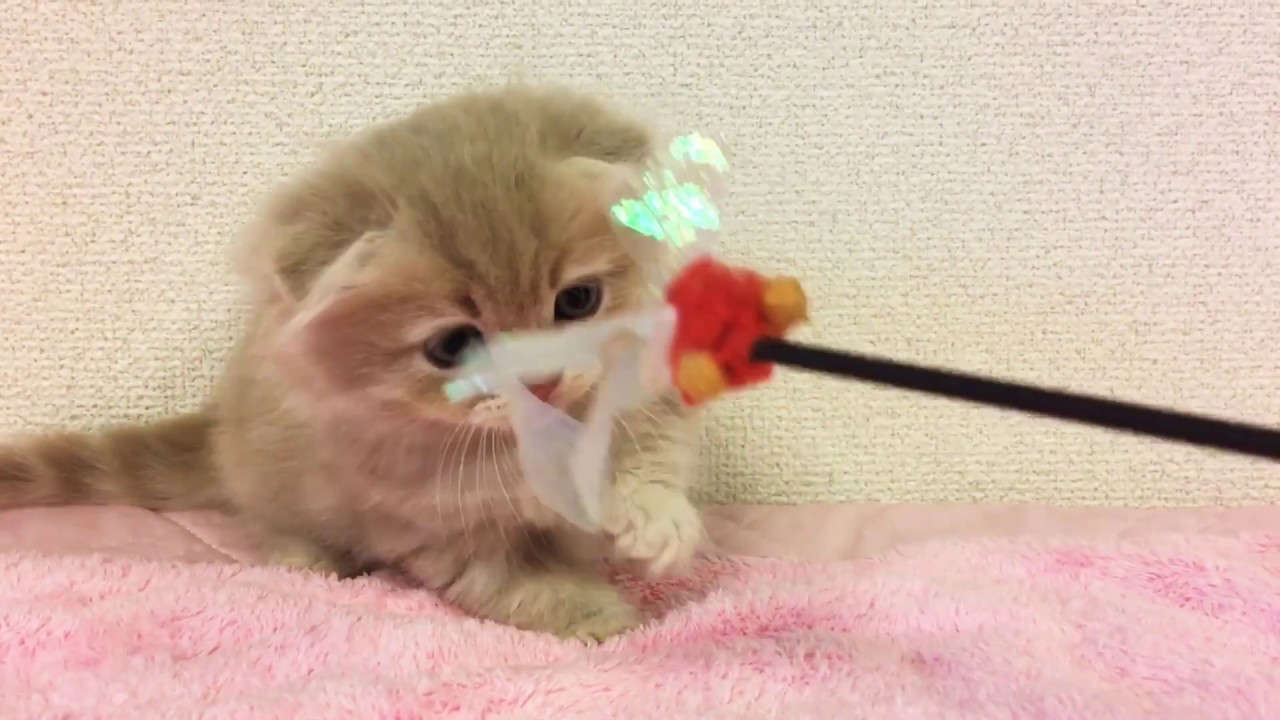 【トロのおうち】5月10日産まれのキンカロー②