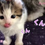 特集！ キンカロー(マンチカン×アメリカンカール) 子猫 5ベイビーズ ハルミ君編