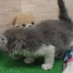 00469066 キンカロー