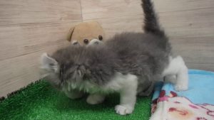 00469066 キンカロー