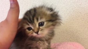 ★トロのおうち★1月27日産まれの長足キンカロー④女の子