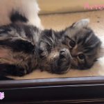 特集！ キンカロー(マンチカン×アメリカンカール) 子猫 5ベイビーズ ルンバ編