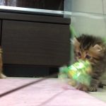 ★トロのおうち★長足キンカローのブラウンパッチちゃん