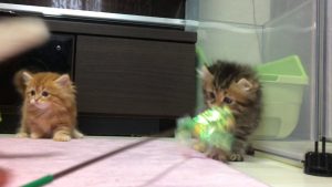★トロのおうち★長足キンカローのブラウンパッチちゃん