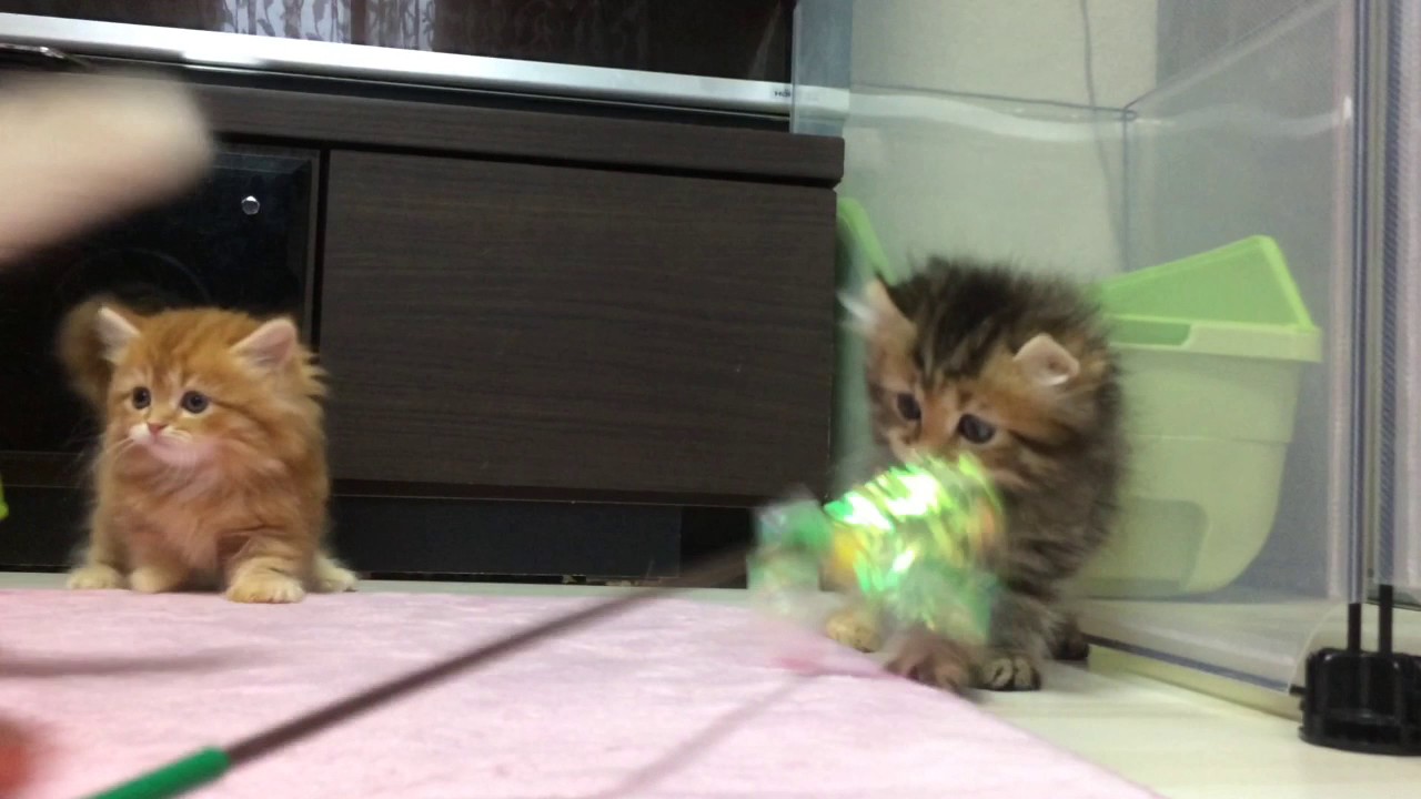 ★トロのおうち★長足キンカローのブラウンパッチちゃん